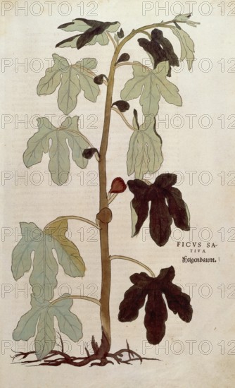Fig, Ficus carica, Ficus sativa, coloured illustration by Leonhart Fuchs, (1542), from De historia stirpium commentarii insignes, digital reproduction in authentic condition, Historical
