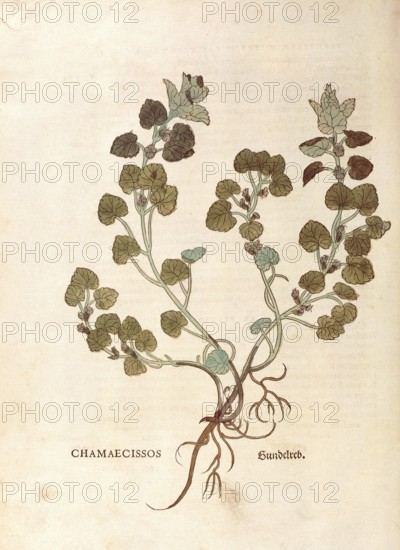 Gudermann, Glechoma hederacea, Chamaecissos, coloured illustration by Leonhart Fuchs, (1542), from De historia stirpium commentarii insignes, digital reproduction in authentic condition, Historical