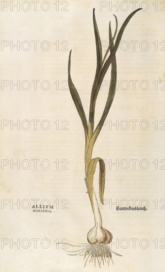 Garlic, Allium sativum, Allium hortense, coloured illustration by Leonhart Fuchs, (1542), from De historia stirpium commentarii insignes, digital reproduction in authentic condition, Historical