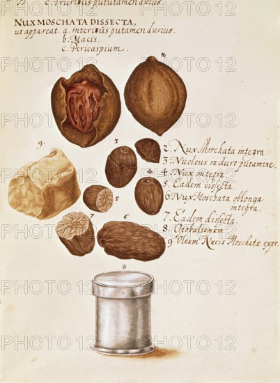Nutmeg, from Descriptio Medicamento Confetionem, ca 1650, digital reproduction in authentic condition, historical