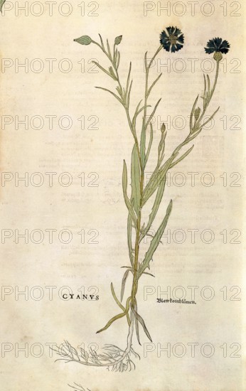 Cornflower, Centaurea cyanus, coloured illustration by Leonhart Fuchs, (1542), from De historia stirpium commentarii insignes, digital reproduction in authentic condition, Historical