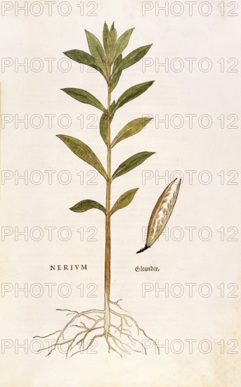 Oleander, Nerium oleander, coloured illustration by Leonhart Fuchs, (1542), from De historia stirpium commentarii insignes, digital reproduction in authentic condition, Historical