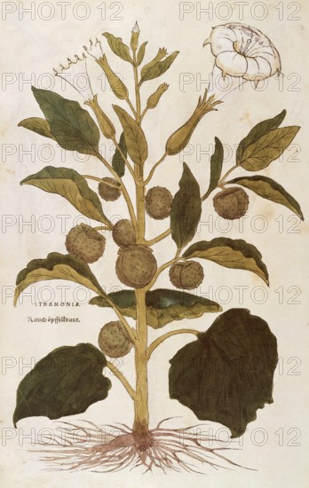 Jimson Weed, Datura stramonium, Stramonia, coloured illustration by Leonhart Fuchs, (1542), from De historia stirpium commentarii insignes, digital reproduction in authentic condition, Historical