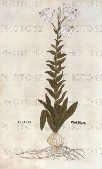Lily, Lilium, coloured illustration by Leonhart Fuchs, (1542), from De historia stirpium commentarii insignes, digital reproduction in authentic condition, Historical