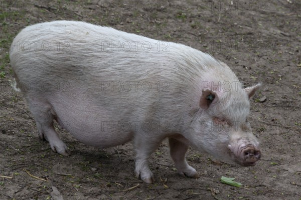 Göttingen minipig (Sus scrofa domesticus), wildlife park, Bavaria, Germany