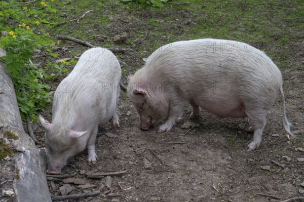 Göttingen minipigs (Sus scrofa domesticus), wildlife park, Bavaria, Germany