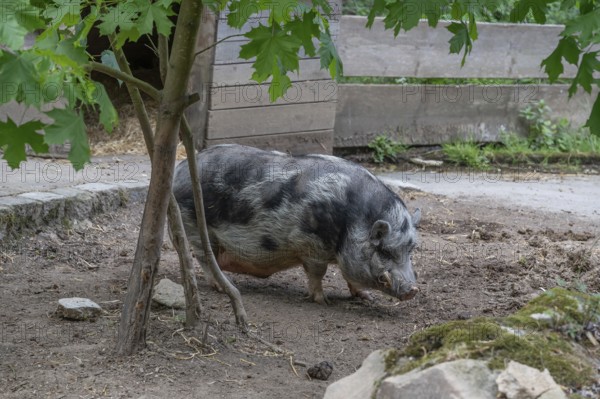 Pot-bellied pig (Sus scrofa domesticus), wildlife park, Bavaria, Germany