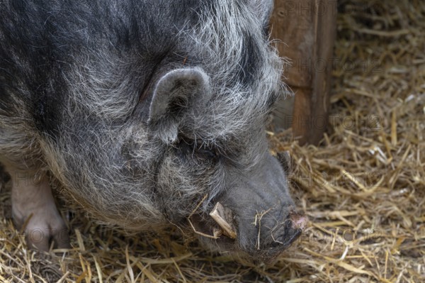 Pot-bellied pig (Sus scrofa domesticus), close up, wildlife park, Bavaria, Germany
