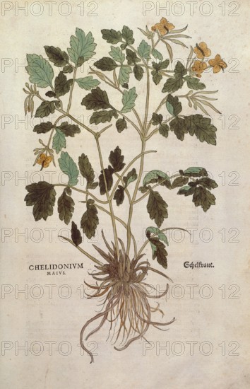 Celandine, Chelidonium majus, coloured illustration by Leonhart Fuchs, (1542), from De historia stirpium commentarii insignes, digital reproduction in authentic condition, Historical