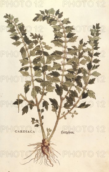 Heartwort, Leonurus cardiaca, coloured illustration by Leonhart Fuchs, (1542), from De historia stirpium commentarii insignes, digital reproduction in authentic condition, Historical