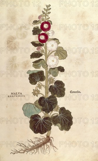Hollyhock, Alcea, Malva hortensis, coloured illustration by Leonhart Fuchs, (1542), from De historia stirpium commentarii insignes, digital reproduction in authentic condition, Historical