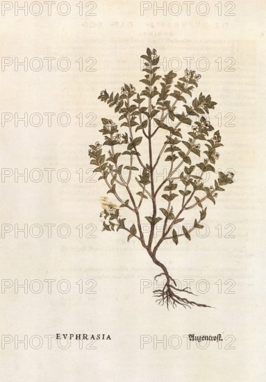 Eyebright, Euphrasia officinalis, coloured illustration by Leonhart Fuchs, (1542), from De historia stirpium commentarii insignes, digital reproduction in authentic condition, Historical