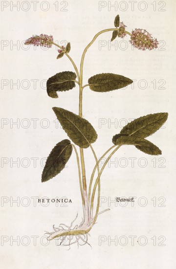 Genuine Betonia, Stachys officinalis, Betonica, coloured illustration by Leonhart Fuchs, (1542), from De historia stirpium commentarii insignes, digital reproduction in authentic condition, Historical