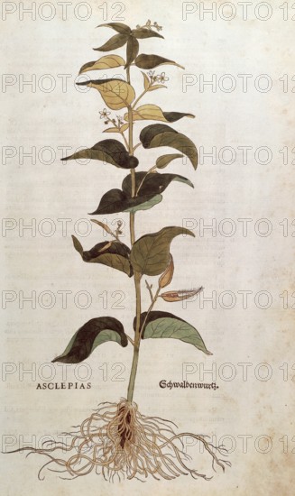 Swallowwort, Cynanchum vincetoxicum, Asclepias, coloured illustration by Leonhart Fuchs, (1542), from De historia stirpium commentarii insignes, digital reproduction in authentic condition, Historical