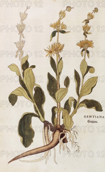 Great yellow gentian, Gentiana lutea, coloured illustration by Leonhart Fuchs, (1542), from De historia stirpium commentarii insignes, digital reproduction in authentic condition, Historical