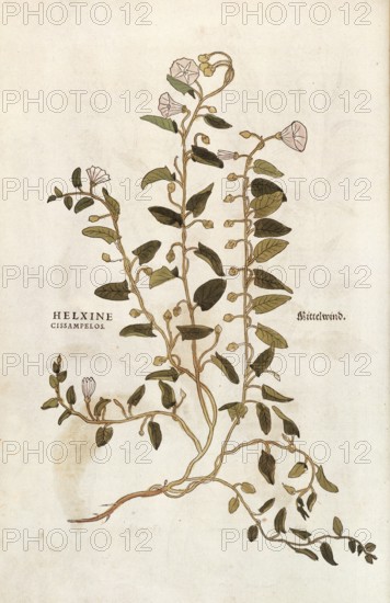 Field bindweed, Convolvulus arvensis, Helxine cissampelos, coloured illustration by Leonhart Fuchs, (1542), from De historia stirpium commentarii insignes, digital reproduction in authentic condition, Historical