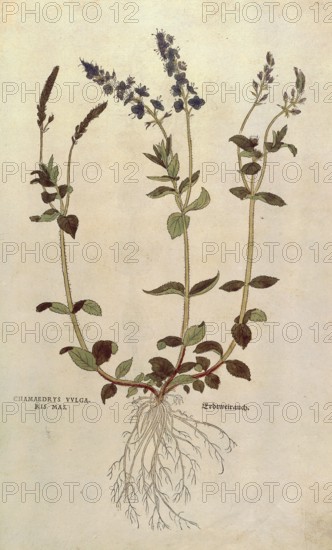 Speedwell, Veronica officinalis or Compact blue speedwell - Veronica allionii, Chamaedrys vulgaris mas, coloured illustration by Leonhart Fuchs, (1542), from De historia stirpium commentarii insignes, digital reproduction in authentic condition, Historical