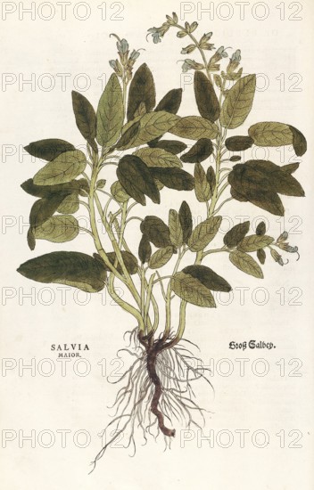 Sage, Salvia officinalis, Salvia maior, coloured illustration by Leonhart Fuchs, (1542), from De historia stirpium commentarii insignes, digital reproduction in authentic condition, Historical