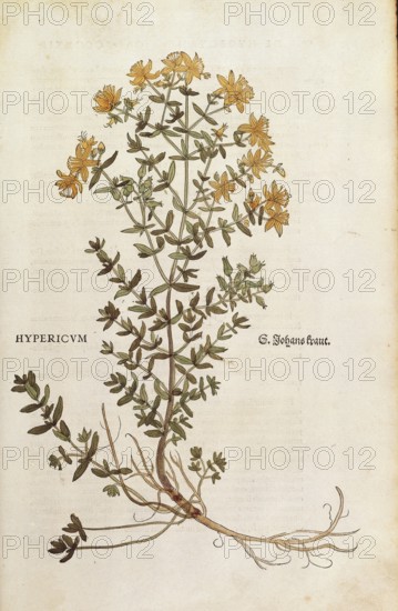 St. John's Wort, Hypericum perforatum, coloured illustration by Leonhart Fuchs, (1542), from De historia stirpium commentarii insignes, digital reproduction in authentic condition, Historical