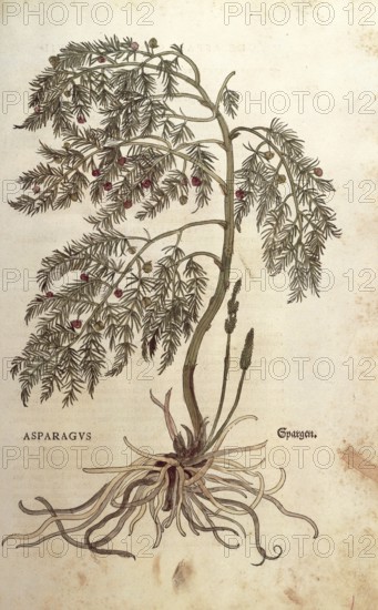 Asparagus, Asparagus officinalis, coloured illustration by Leonhart Fuchs, (1542), from De historia stirpium commentarii insignes, digital reproduction in authentic condition, Historical