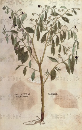 Black belladonna, Atropa belladonna, Solanum somniferum, coloured illustration by Leonhart Fuchs, (1542), from De historia stirpium commentarii insignes, digital reproduction in authentic condition, Historical