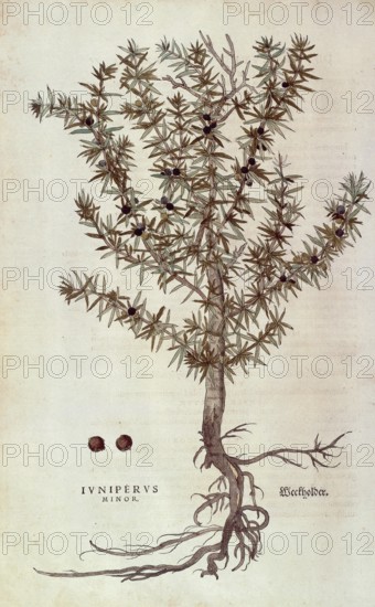 Juniper, Juniperus communis, Juniperus minor, coloured illustration by Leonhart Fuchs, (1542), from De historia stirpium commentarii insignes, digital reproduction in authentic condition, Historical