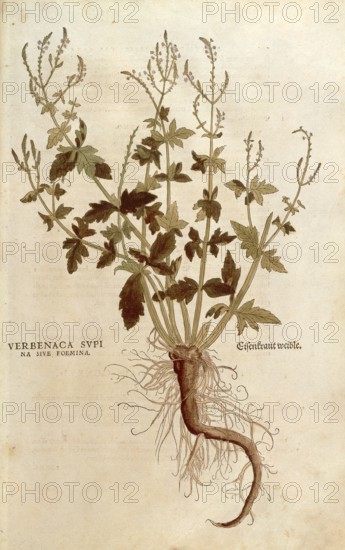 Verbena, Verbena officinalis, Verbenaca supina sive foemina, coloured illustration by Leonhart Fuchs, (1542), from De historia stirpium commentarii insignes, digital reproduction in authentic condition, Historical