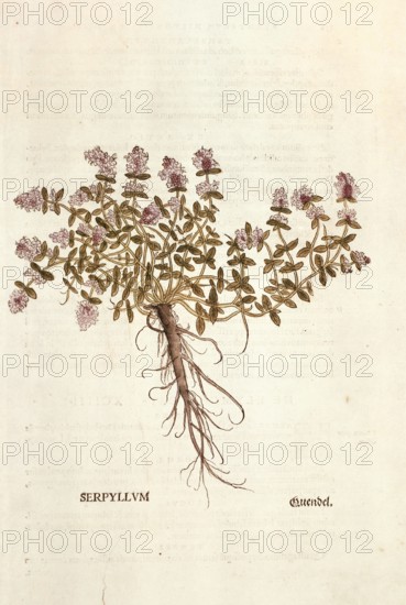 Thyme, Thymus serpyllum, coloured illustration by Leonhart Fuchs, (1542), from De historia stirpium commentarii insignes, digital reproduction in authentic condition, Historical