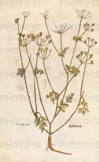 Caraway, Carum carvi, Caros, coloured illustration by Leonhart Fuchs, (1542), from De historia stirpium commentarii insignes, digital reproduction in authentic condition, Historical