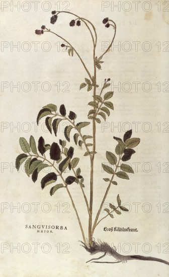 Great burnet, Sanguisorba officinalis, Sanguisorba major, coloured illustration by Leonhart Fuchs, (1542), from De historia stirpium commentarii insignes, digital reproduction in authentic condition, Historical