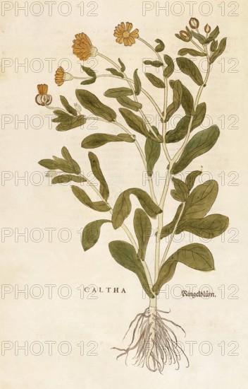 Marigold, Calendula officinalis, Caltha, coloured illustration by Leonhart Fuchs, (1542), from De historia stirpium commentarii insignes, digital reproduction in authentic condition, Historical