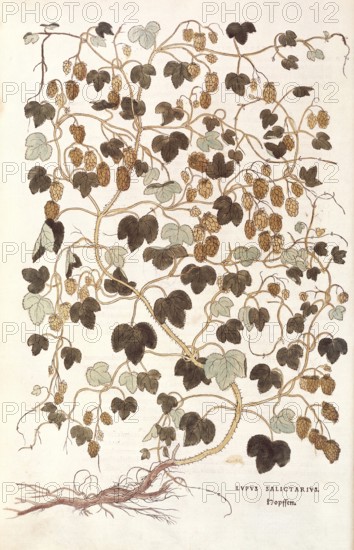 Hops, Humulus lupulus, Lupus salictarius, coloured illustration by Leonhart Fuchs, (1542), from De historia stirpium commentarii insignes, digital reproduction in authentic condition, Historical