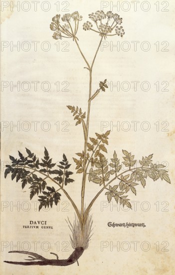 Hirschwurzm Haarstrang, Peucedanum cervaria, Dauci tertium genus, coloured illustration by Leonhart Fuchs, (1542), from De historia stirpium commentarii insignes, digital reproduction in authentic condition, Historical