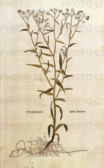 Marsh yarrow, Achillea ptarmica, Ptarmice, coloured illustration by Leonhart Fuchs, (1542), from De historia stirpium commentarii insignes, digital reproduction in authentic condition, Historical