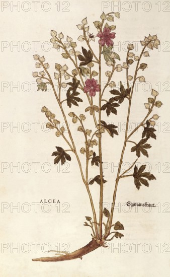 Althaea officinalis, Althaea, coloured illustration by Leonhart Fuchs, (1542), from De historia stirpium commentarii insignes, digital reproduction in authentic condition, Historical