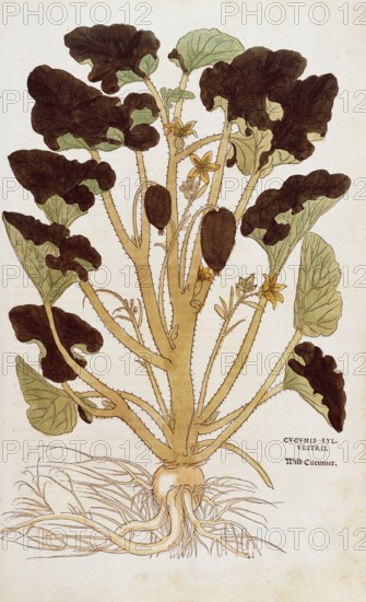Cucumber, Ecballium elaterium, Cucumis sylvestris, coloured illustration by Leonhart Fuchs, (1542), from De historia stirpium commentarii insignes, digital reproduction in authentic condition, Historical