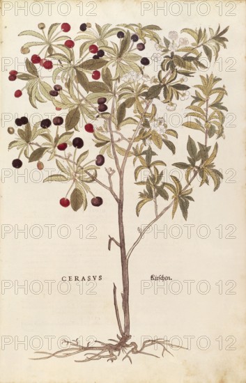 Bird cherry, Prunus avium, Cerasus, coloured illustration by Leonhart Fuchs, (1542), from De historia stirpium commentarii insignes, digital reproduction in authentic condition, Historical