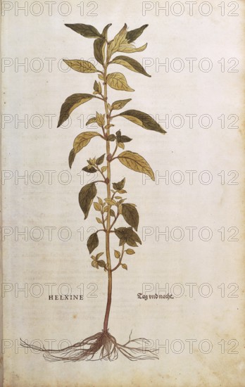 Flaskraut, Parietaria officinalis, Helxine, coloured illustration by Leonhart Fuchs, (1542), from De historia stirpium commentarii insignes, digital reproduction in authentic condition, Historical