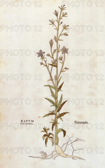 Rapunzel bellflower, Campanula rapunculus, Rapum sylvestre, coloured illustration by Leonhart Fuchs, (1542), from De historia stirpium commentarii insignes, digital reproduction in authentic condition, Historical