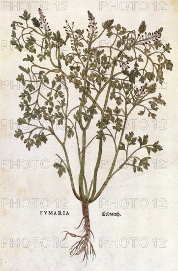 Ground ivy, Fumaria officinalis, coloured illustration by Leonhart Fuchs, (1542), from De historia stirpium commentarii insignes, digital reproduction in authentic condition, Historical