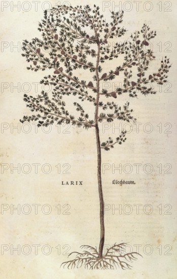 European larch, Larix decidua, coloured illustration by Leonhart Fuchs, (1542), from De historia stirpium commentarii insignes, digital reproduction in authentic condition, Historical