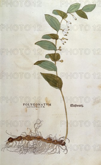 Solomon's Seal, Polygonatum latifolium, coloured illustration by Leonhart Fuchs, (1542), from De historia stirpium commentarii insignes, digital reproduction in authentic condition, Historical