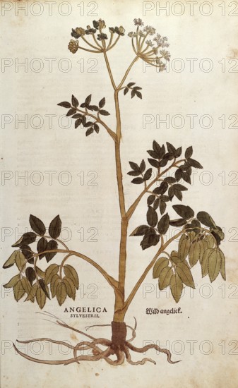 Forest angelica, Angelica sylvestris, coloured illustration by Leonhart Fuchs, (1542), from De historia stirpium commentarii insignes, digital reproduction in authentic condition, Historical