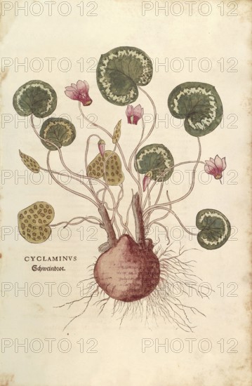 Cyclamen, Cyclaminus, coloured illustration by Leonhart Fuchs, (1542), from De historia stirpium commentarii insignes, digital reproduction in authentic condition, Historical