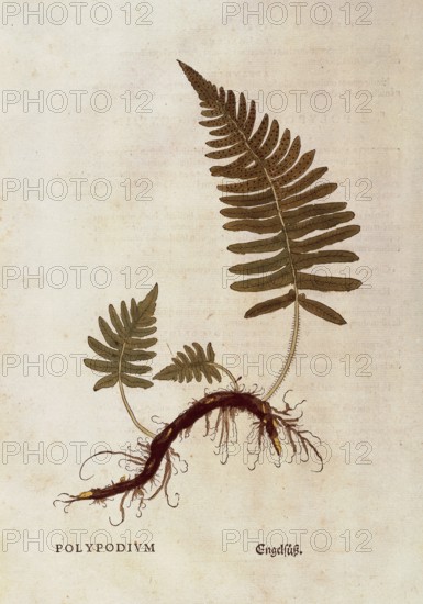 Spotted fern, common polypody, Polypodium vulgare, coloured illustration by Leonhart Fuchs, (1542), from De historia stirpium commentarii insignes, digital reproduction in authentic condition, Historical