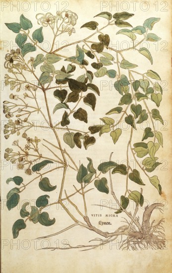 Clematis vitalba, Vitis nigra, coloured illustration by Leonhart Fuchs, (1542), from De historia stirpium commentarii insignes, digital reproduction in authentic condition, Historical