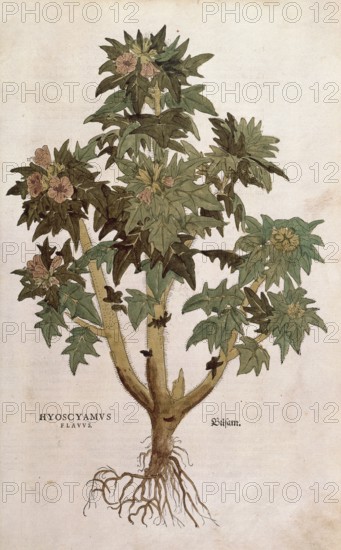 Black henbane, Hyoscyamus niger, Hyoscyamus flavus, coloured illustration by Leonhart Fuchs, (1542), from De historia stirpium commentarii insignes, digital reproduction in authentic condition, Historical