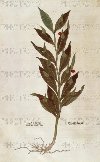 Butcher's broom, Ruscus aculeatus, Laurus alexandrina, coloured illustration by Leonhart Fuchs, (1542), from De historia stirpium commentarii insignes, digital reproduction in authentic condition, Historical