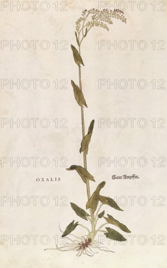 Sorrel, Rumex acetosa, Oxalis, coloured illustration by Leonhart Fuchs, (1542), from De historia stirpium commentarii insignes, digital reproduction in authentic condition, Historical