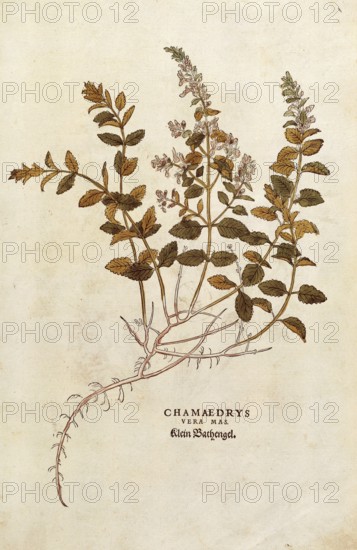 Gamander, Teucrium chamaedrys, Chamaedrys vera mas, coloured illustration by Leonhart Fuchs, (1542), from De historia stirpium commentarii insignes, digital reproduction in authentic condition, Historical